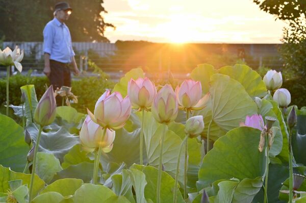 朝日が差し、開き始めるハスの花＝19日午前４時45分、栃木市都賀町臼久保