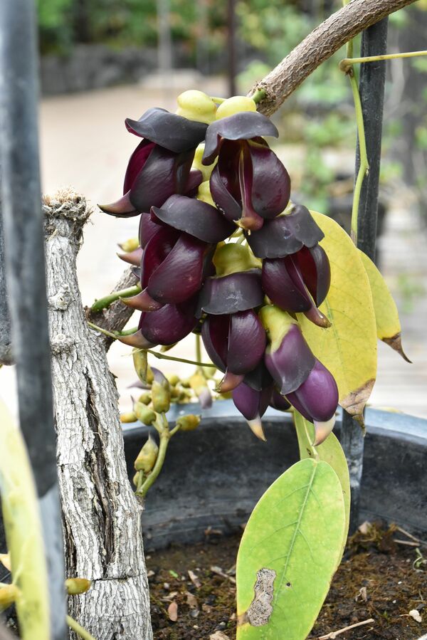 伝説の花 ５年ぶり開花 栃木の とちぎ花センター 地域の話題 県内主要 下野新聞 Soon ニュース 下野新聞 Soon スーン