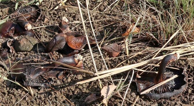 福田川沿いのシイタケ。落ち葉に交じりながら、あちこちに落ちている＝2025年11月17日、神戸市垂水区御霊町