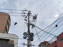 自宅にサイバーテロ？黒幕はカラス…なぜ光ケーブルを食いちぎるのか
