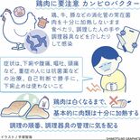 カンピロバクター　鶏などの消化管の常在菌　肉類は十分に加熱を【白鷗大・…
