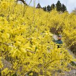 「昨年よりも迫力」斜面を染めるレンギョウ　那須塩原で見頃