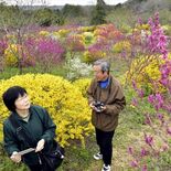 那珂川の山林でレンギョウやハナズオウ見頃　黄色や桃色の鮮やかなコントラ…