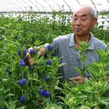 リンドウのオリジナル品種「日光みやび」　その名前の由来は