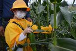 児童がトウモロコシ収穫体験　大谷北小３年生、農業学ぶ