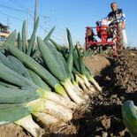 甘くてとろとろな“ネギの王様”　栃木で「宮ねぎ」収穫