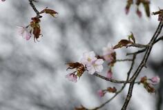 北海道で日本一遅い桜開花
