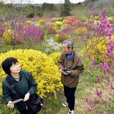 那珂川の山林でレンギョウやハナズオウ見頃　黄色や桃色の鮮やかなコントラスト