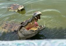 迫力のワニ釣り体験、ベトナムでじわり人気