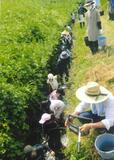田んぼ周辺で 生きもの調査 
