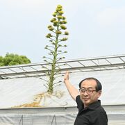 まれにしか咲かない花、小山で急成長　ビニールハウスの屋根を突き破る
