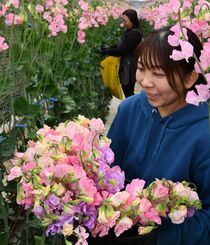 スイートピー出荷最盛期　上三川