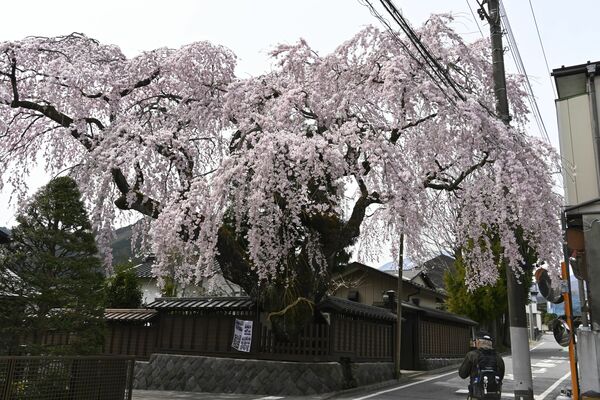 満開となった高田家のシダレザクラ