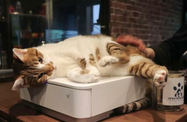「谷中宿木カフェ&レストラン」の猫。レジの上がお気に入り=東京都台東区