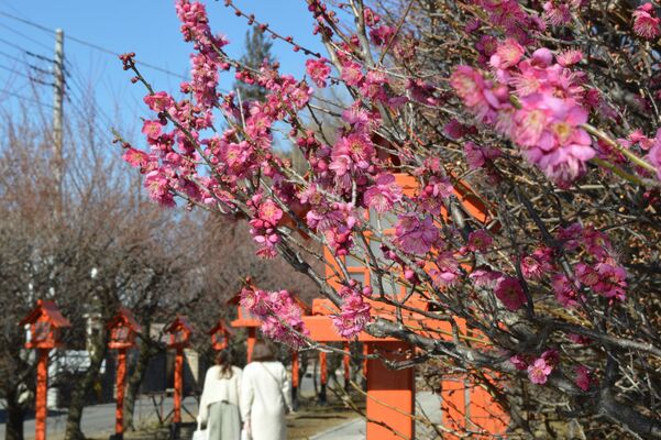 朝日森天満宮の参道を彩る梅の花