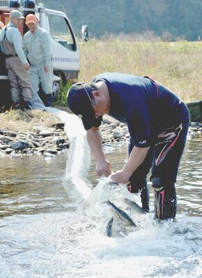那珂川に放たれる親アユ