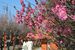 朝日森天満宮の参道を彩る梅の花