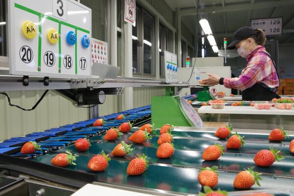 選果機で等階級ごとに振り分けられるイチゴ＝茨城県桜川市