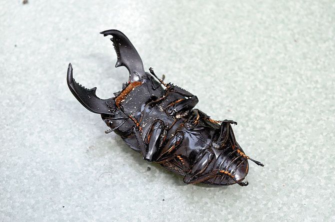 関節を畳んでいる姿は死んでいるのではなく健康な証し
