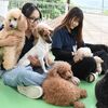 90種1000匹、犬好き魅了するテーマパーク　つくばわんわんランド（茨城・つくば）