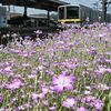 風にそよぐピンクの花　東武壬生駅の構内で１万株のアグロステンマ見頃