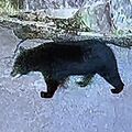 防犯カメラが体長1.5mのクマ捉える　矢板市の民家庭先《動画あり》