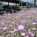 風にそよぐピンクの花　東武壬生駅の構内で１万株のアグロステンマ見頃