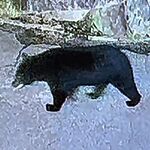 防犯カメラが体長1.5mのクマ捉える　矢板市の民家庭先《動画あり》