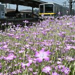 風にそよぐピンクの花　東武壬生駅の構内で１万株のアグロステンマ見頃