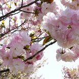 ピンクや白、青空彩る　八重桜が見頃　栃木・部屋南部桜づつみ公園