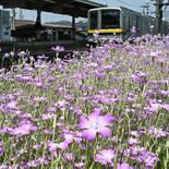 風にそよぐピンクの花　東武壬生駅の構内で１万株のアグロステンマ見頃