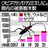 外来カミキリ被害急増　県内22年度　前年度比２・５倍最多2485本　４…