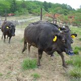 矢板で繁殖用放牧始まる　広々草原、雌牛のびのび　
