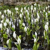 ミズバショウ早くも見頃　日光の上三依水生植物園　成長早く先行オープン