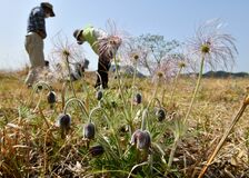 塩谷でオキナグサ開花