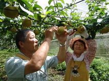 ＜16＞“役者ぞろい”栃木ナシ　「にっこり」高級路線