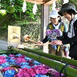 鮮やかアジサイ浮かぶ「花手水」　佐野の唐澤山神社で今月末までの予定