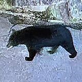 防犯カメラが体長1.5mのクマ捉える　矢板市の民家庭先《動画あり》