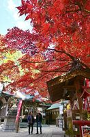 羽黒山神社の境内を赤く彩るモミジ＝28日午前11時30分、宇都宮市今里町