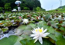 宇都宮でスイレン見頃