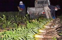 高冷地塩原だいこん 出荷最盛期　那須塩原