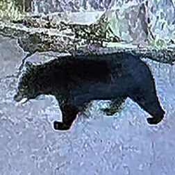 防犯カメラが体長1.5mのクマ捉える　矢板市の民家庭先《動画あり》