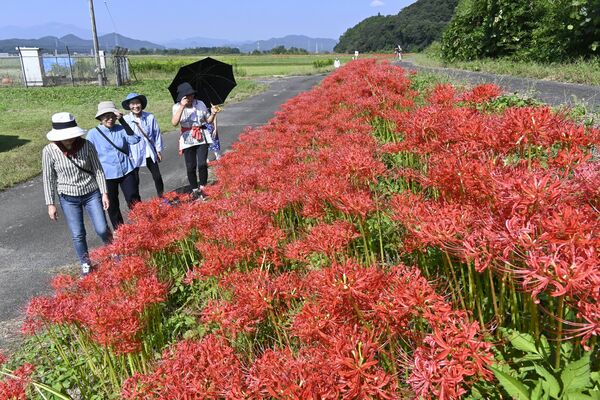 満開を迎えた荒川沿いのヒガンバナ