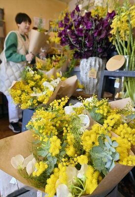 生花店にずらりと並んだ柔らかな黄色のミモザ＝７日午前11時40分、宇都宮市若草４丁目