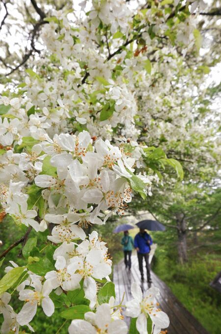 見頃を迎えた戦場ケ原のズミの花=3日午前10時45分、日光市中宮祠
