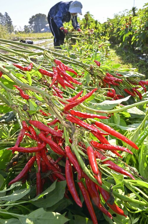 真っ赤に実り収穫されるトウガラシ「栃木三鷹」＝30日午前11時15分、大田原市加治屋