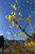 黄色い花が青空に映えるロウバイ＝１７日午前１０時４０分、鹿沼市上永野