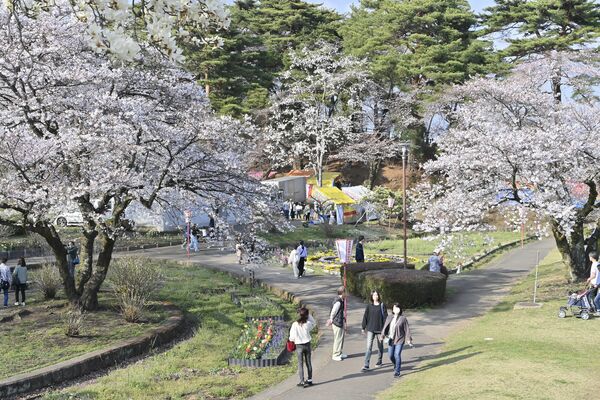 那須塩原市の烏ケ森公園は七分咲き～満開＝７日午後