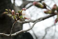 大阪でも桜開花