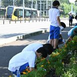 黄色い花で出迎えを　宇都宮でＬＲＴ開業に向け植栽　清原市民センター前